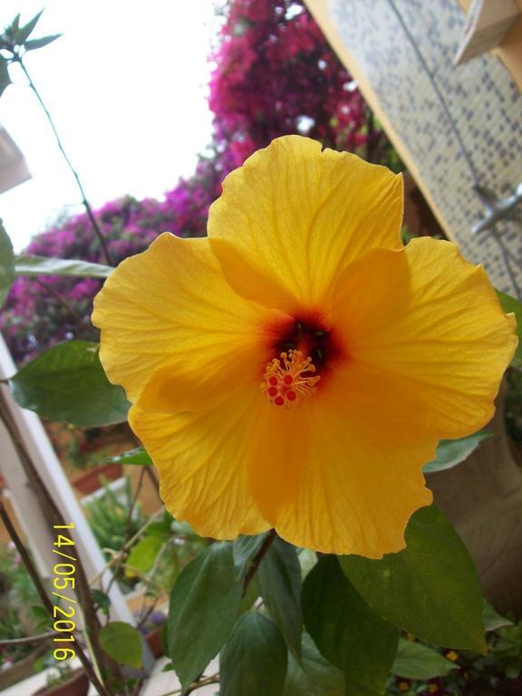Domos Le Due Tuie Bed & Breakfast Piscinas Exterior photo