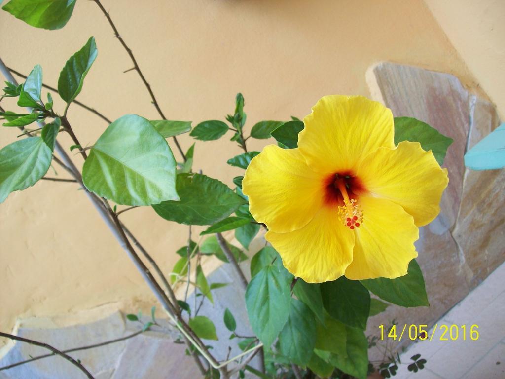 Domos Le Due Tuie Bed & Breakfast Piscinas Exterior photo